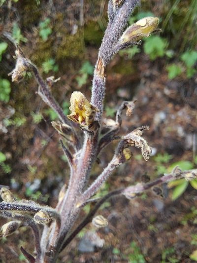 Orobanche pinorum, photographed by Jon Eilers