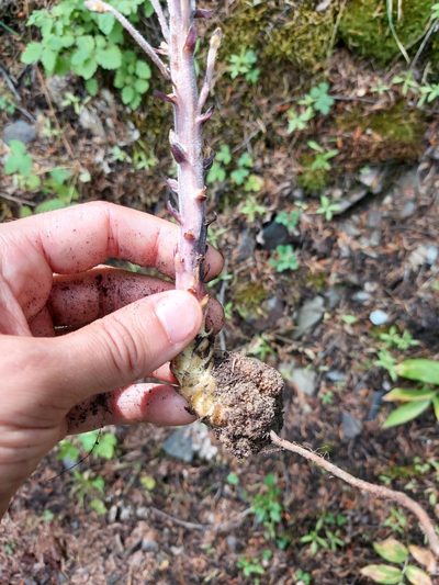 Orobanche pinorum, photographed by Jon Eilers