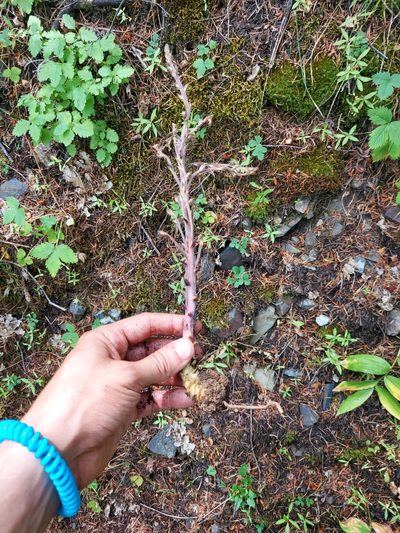 Orobanche pinorum, photographed by Jon Eilers