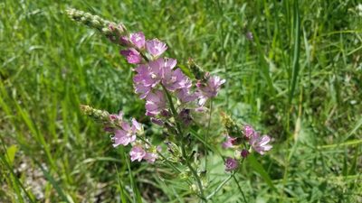 Sidalcea oregana, photographed by Charles Swift