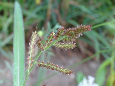 Echinochloa muricata, photographed by Reuven Martin