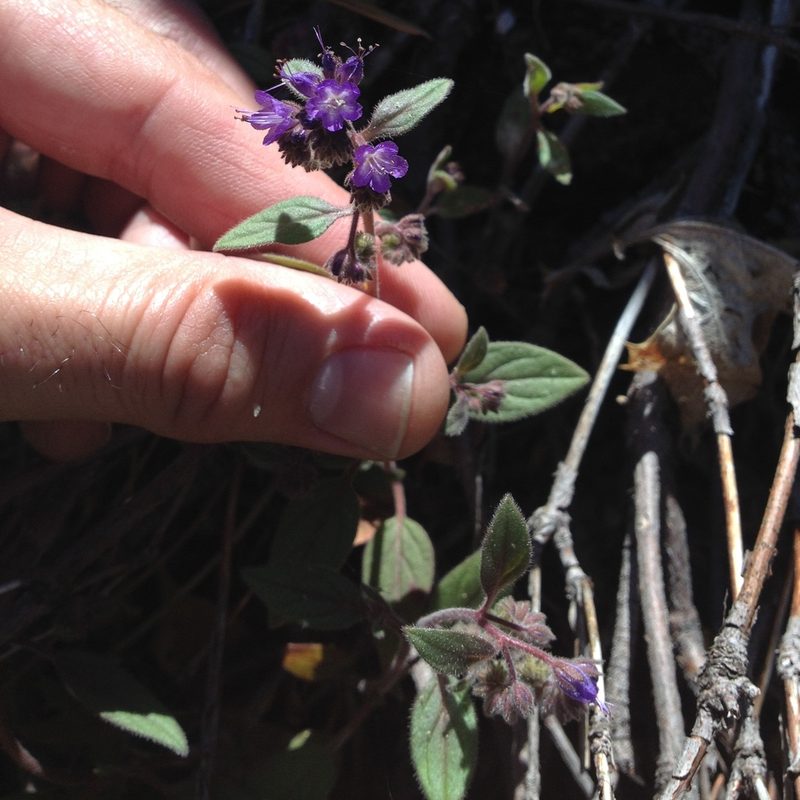 Phacelia marcescens, photographed by Justin
