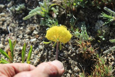 Eriogonum flavum, photographed by Paul McClellan