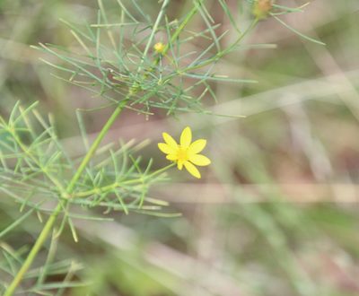 Coreopsis verticillata, photographed by Ashwin Srinivasan