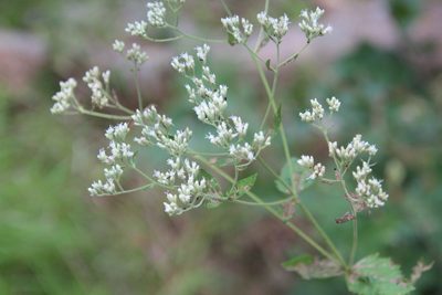 Eupatorium rotundifolium, photographed by Ashwin Srinivasan