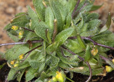 Draba albertina, photographed by Steve Matson