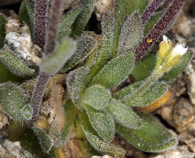 Draba californica, photographed by Steve Matson