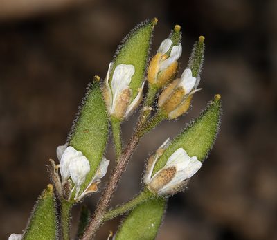 Draba californica, photographed by Steve Matson