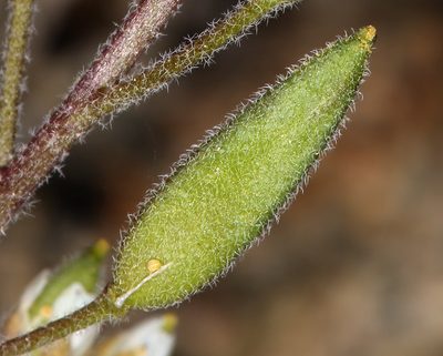 Draba californica, photographed by Steve Matson