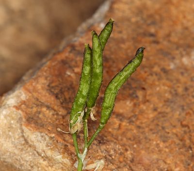 Draba lonchocarpa, photographed by Steve Matson