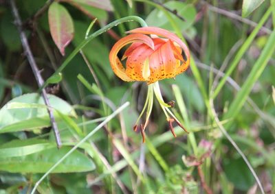 Lilium michauxii, photographed by Ashwin Srinivasan