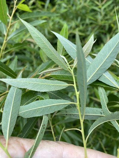 Salix sericea, photographed by Alan Weakley