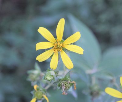 Silphium asteriscus, photographed by Ashwin Srinivasan