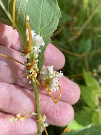 Cuscuta rostrata, photographed by Alan Weakley