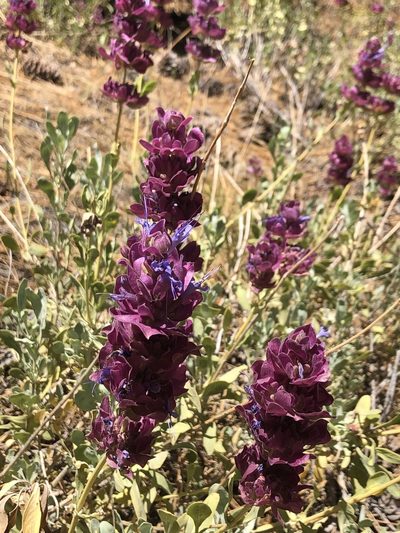 Salvia pachyphylla, photographed by nmoorhatch