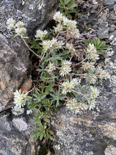 Paronychia argyrocoma, photographed by Alan Weakley