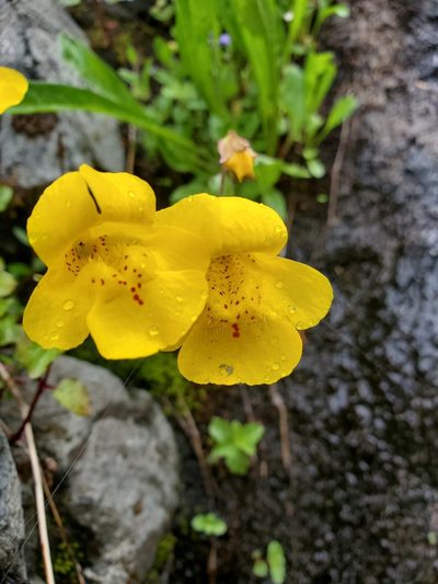 Erythranthe veronicifolia, photographed by Shane Johnson