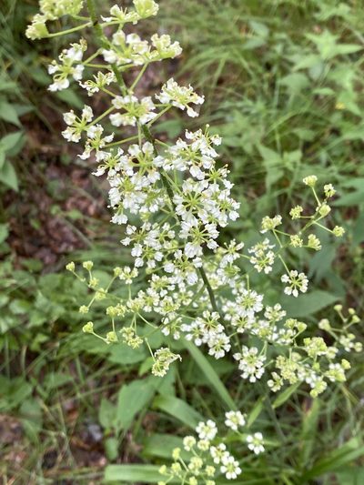 Melanthium hybridum, photographed by Alan Weakley