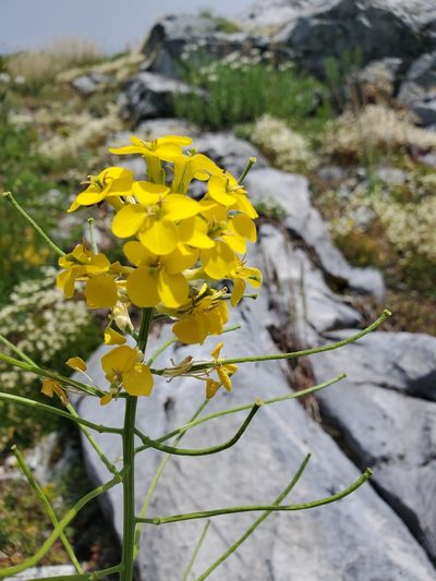 Erysimum arenicola, photographed by Shane Johnson