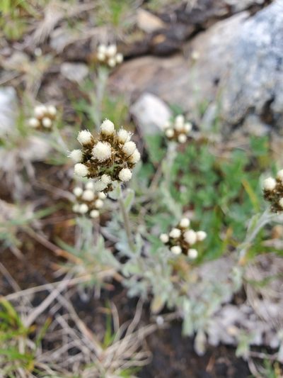 Antennaria media, photographed by Shane Johnson