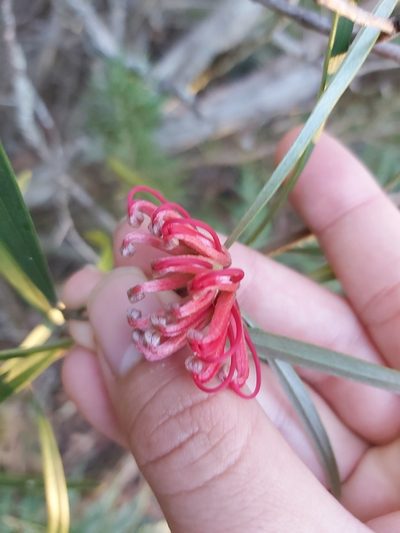 Grevillea oleoides, photographed by Tim