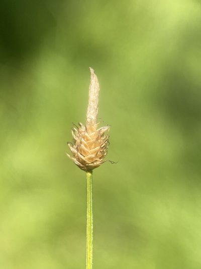 Carex capitata, photographed by Matt Berger