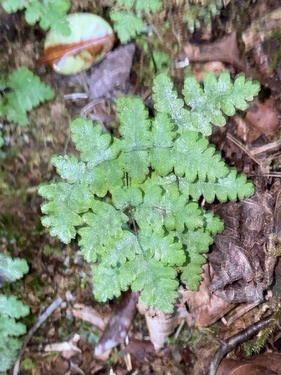 Gymnocarpium appalachianum, photographed by Alan Weakley