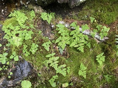Gymnocarpium appalachianum, photographed by Alan Weakley
