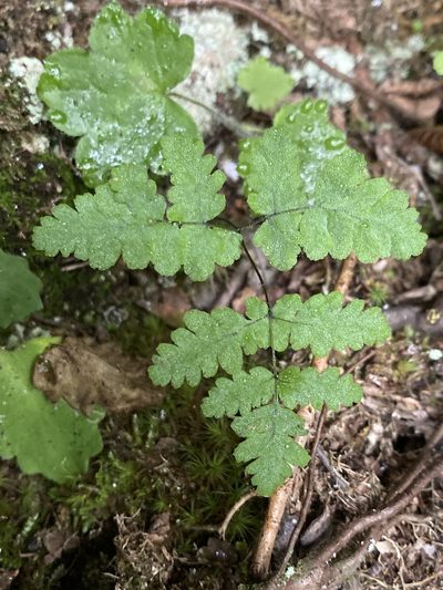 Gymnocarpium appalachianum, photographed by Alan Weakley