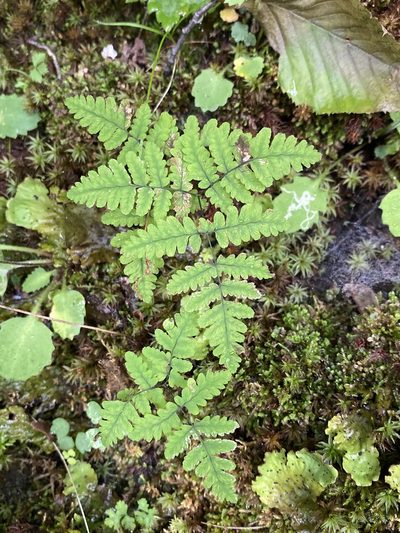 Gymnocarpium appalachianum, photographed by Alan Weakley