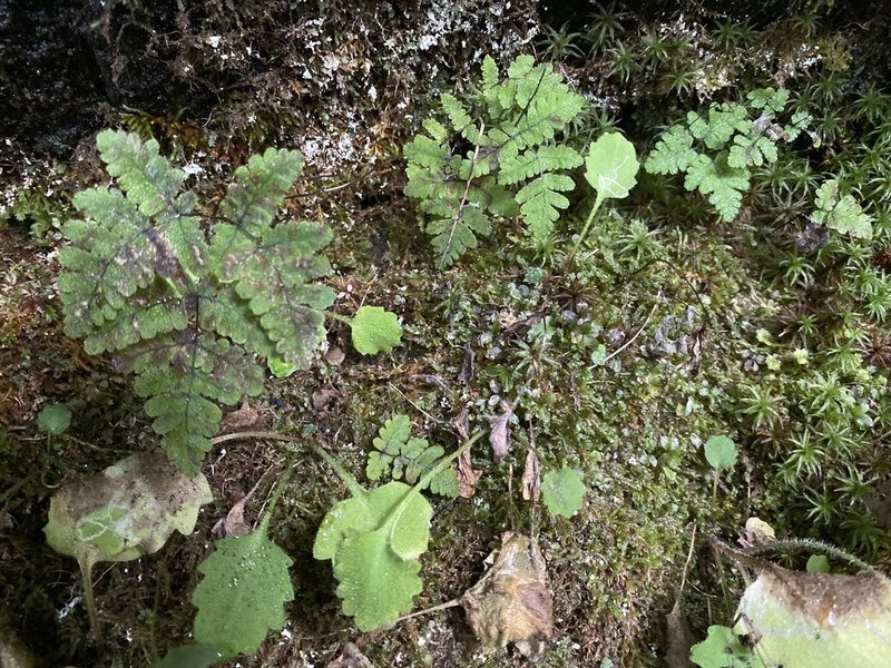 Gymnocarpium appalachianum, photographed by Alan Weakley