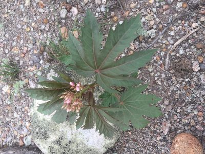 Jatropha macrorhiza, photographed by Tristan A. McKnight