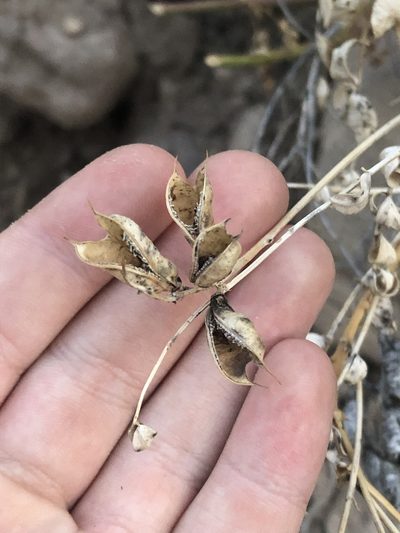 Astragalus debequaeus, photographed by Jared Shorma