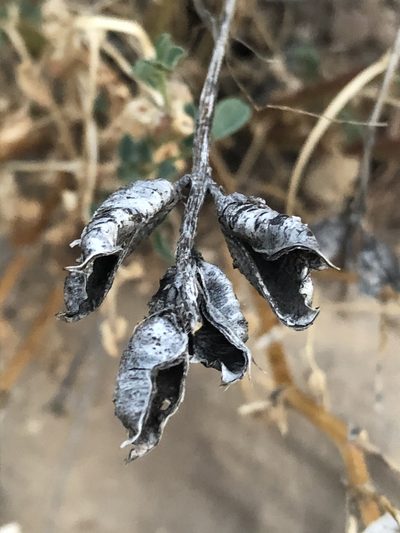 Astragalus debequaeus, photographed by Jared Shorma