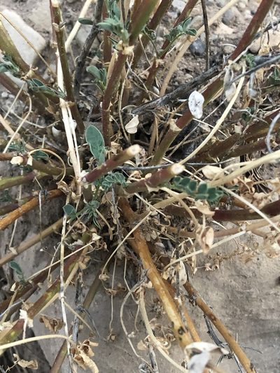 Astragalus debequaeus, photographed by Jared Shorma