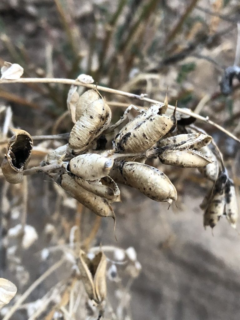 Astragalus debequaeus, photographed by Jared Shorma