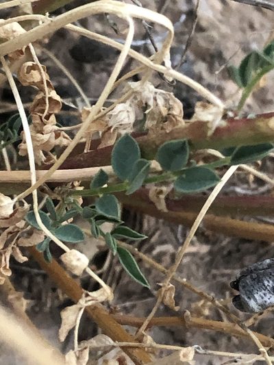 Astragalus debequaeus, photographed by Jared Shorma