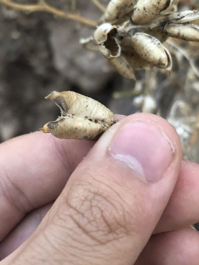 Astragalus debequaeus, photographed by Jared Shorma