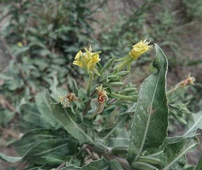 Oenothera villosa, photographed by Colin Croft