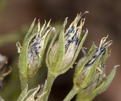 Frasera puberulenta, photographed by Steve Matson