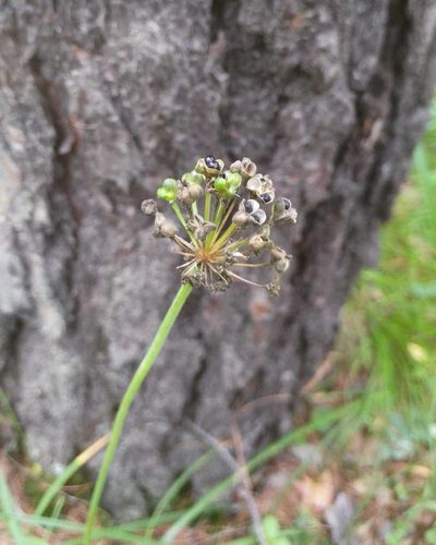 Allium microdictyon, photographed by Юлия