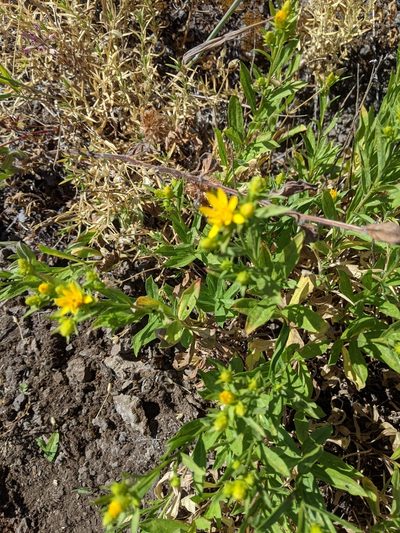 Columbiadoria hallii, photographed by David Anderson