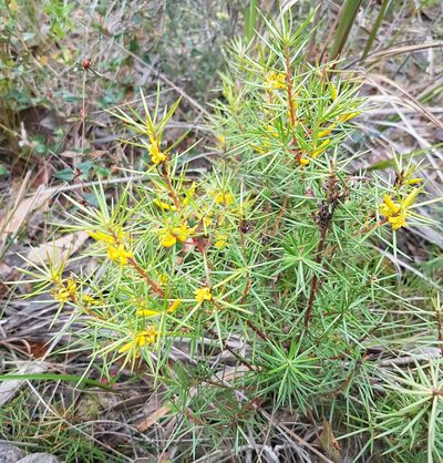 Persoonia juniperina, photographed by Peter Crowcroft