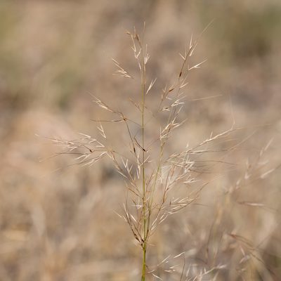 Austrostipa exilis, photographed by Kym Nicolson