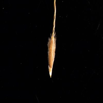 Austrostipa exilis, photographed by Kym Nicolson