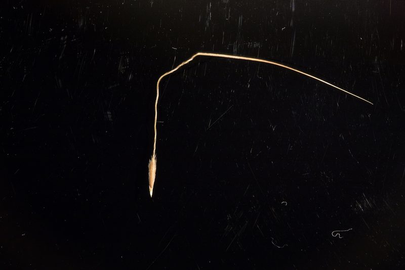Austrostipa exilis, photographed by Kym Nicolson