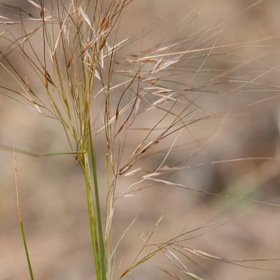 Austrostipa exilis, photographed by Kym Nicolson