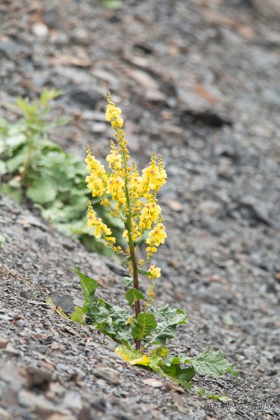 Verbascum pyramidatum, photographed by Mikhail Nevsky