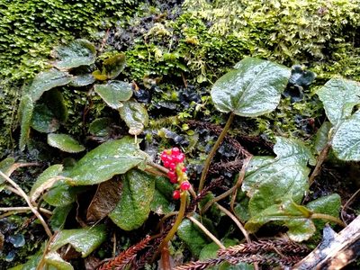 Gunnera prorepens, photographed by John Barkla