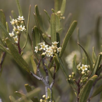 Geijera linearifolia, photographed by Kym Nicolson